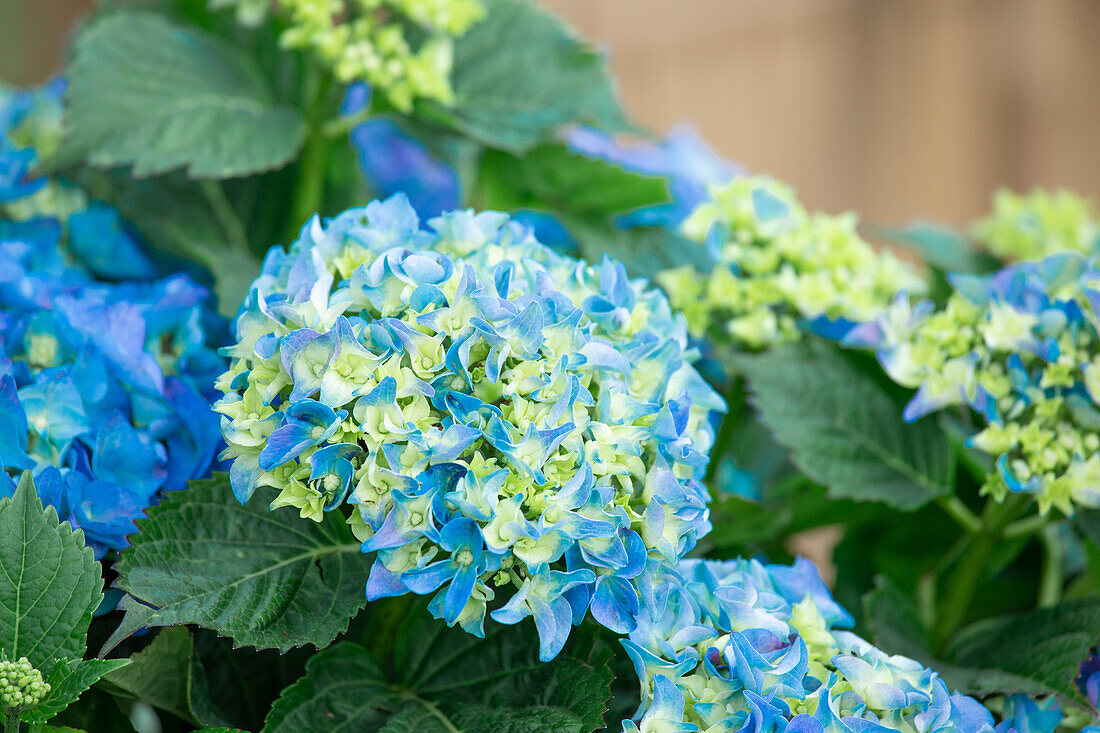 Hydrangea macrophylla, blau