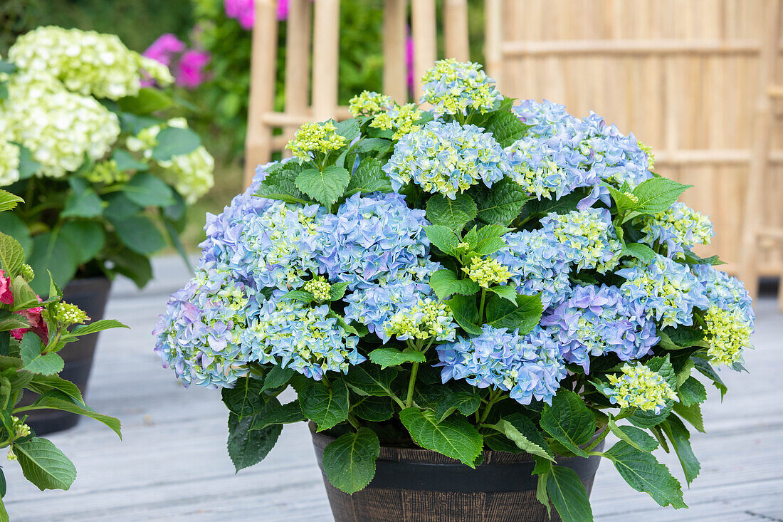 Hydrangea macrophylla, blau