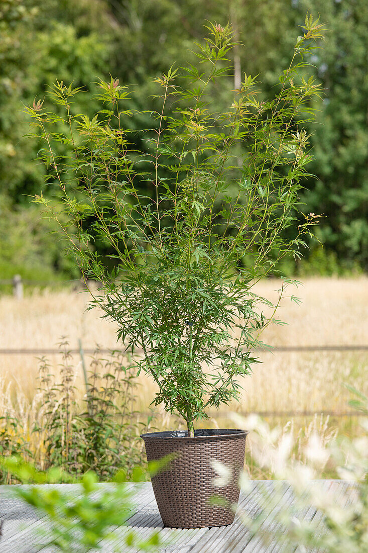 Acer palmatum