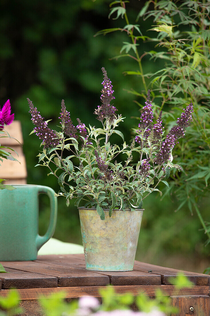 Buddleja BUZZ™