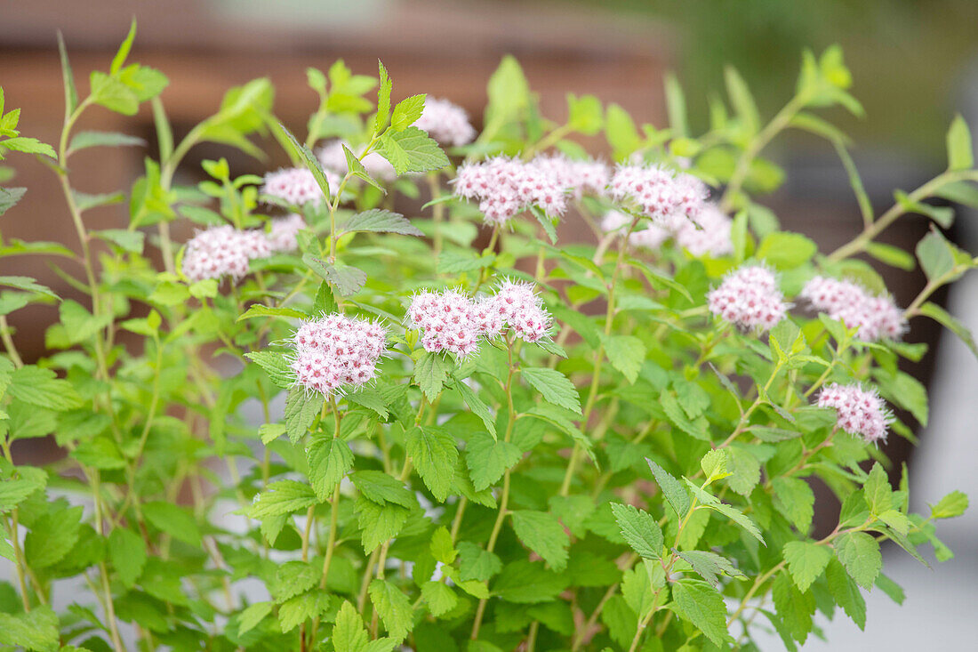 Spiraea japonica