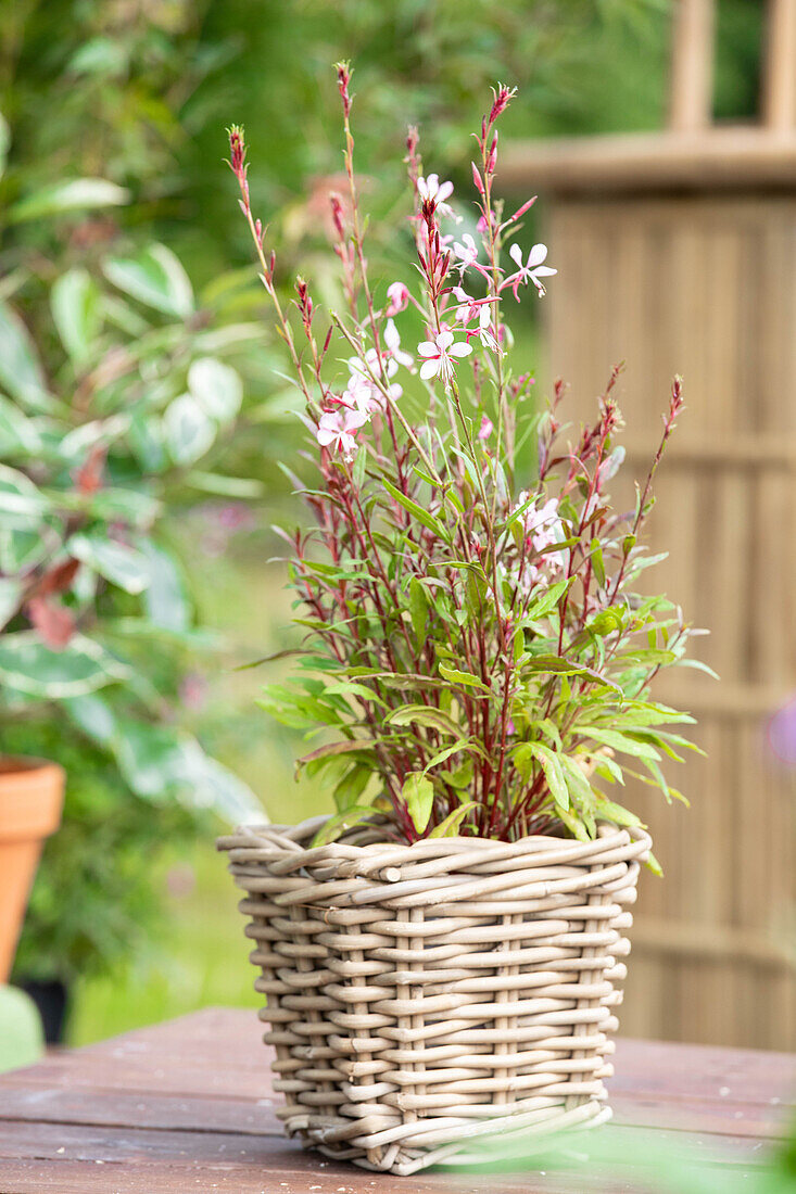 Gaura lindheimeri, rosa