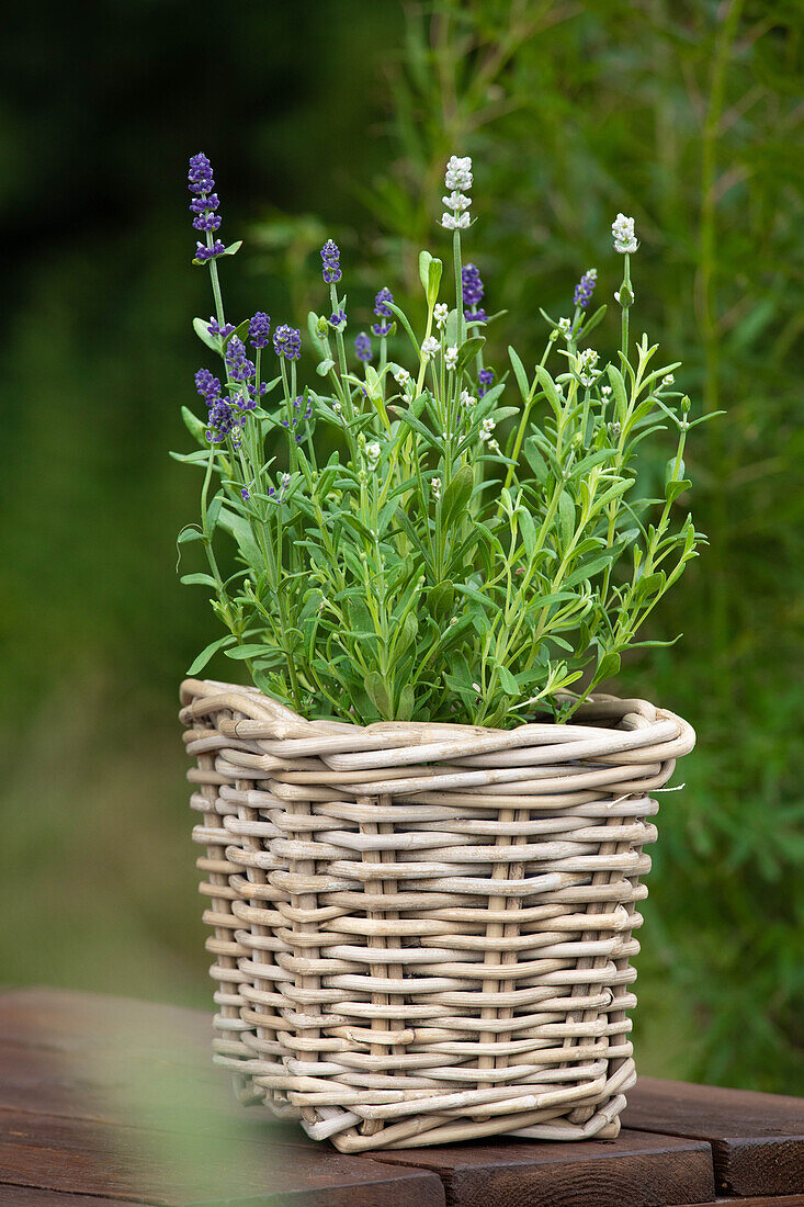 Lavandula angustifolia 'Twin'