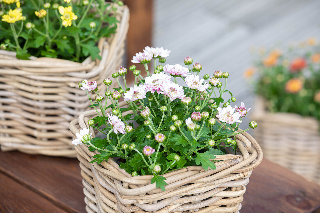 Chrysanthemum multiflora, white