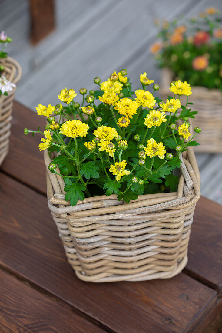 Chrysanthemum multiflora