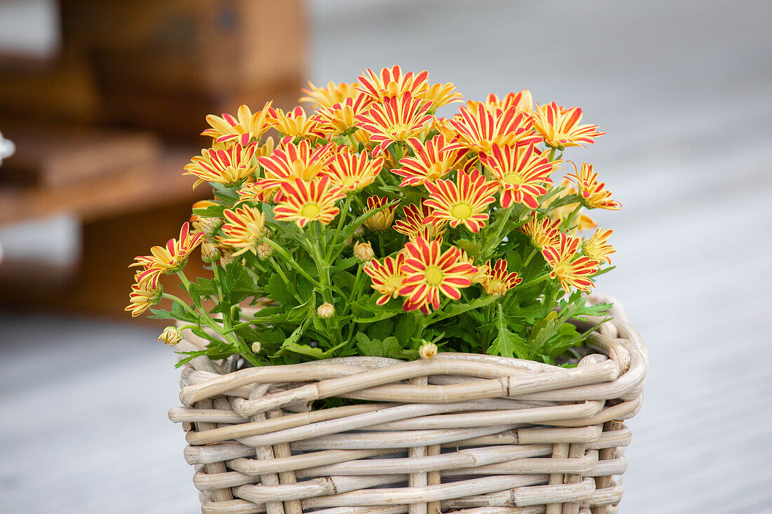 Chrysanthemum multiflora