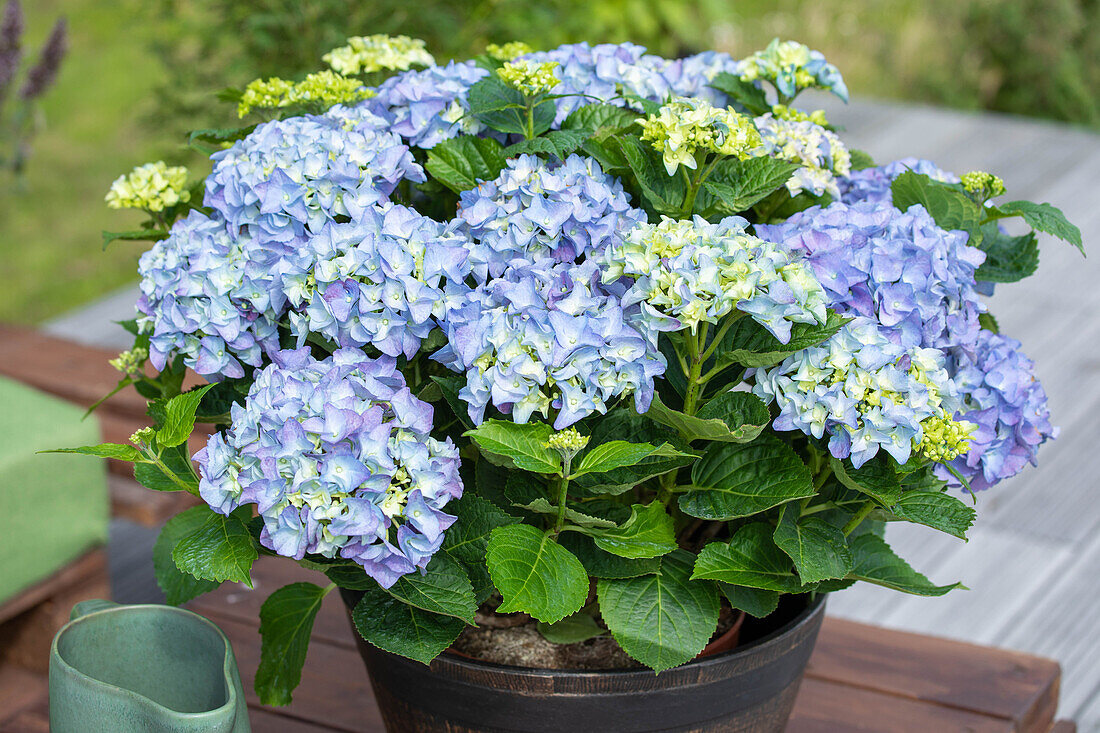 Hydrangea macrophylla, blau