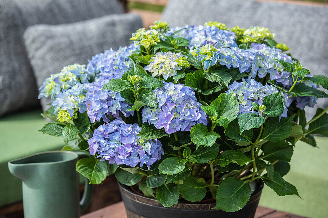 Hydrangea macrophylla, blau