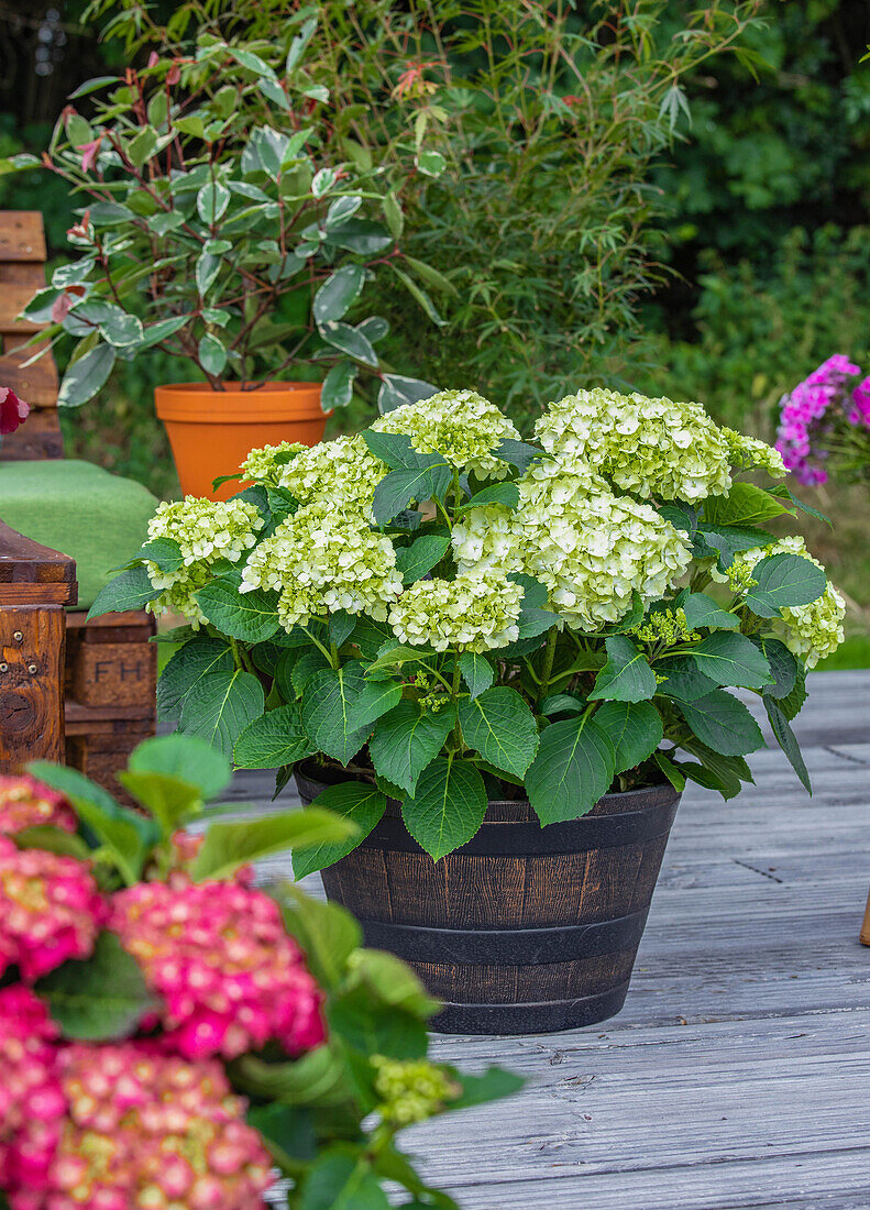 Hydrangea macrophylla, white