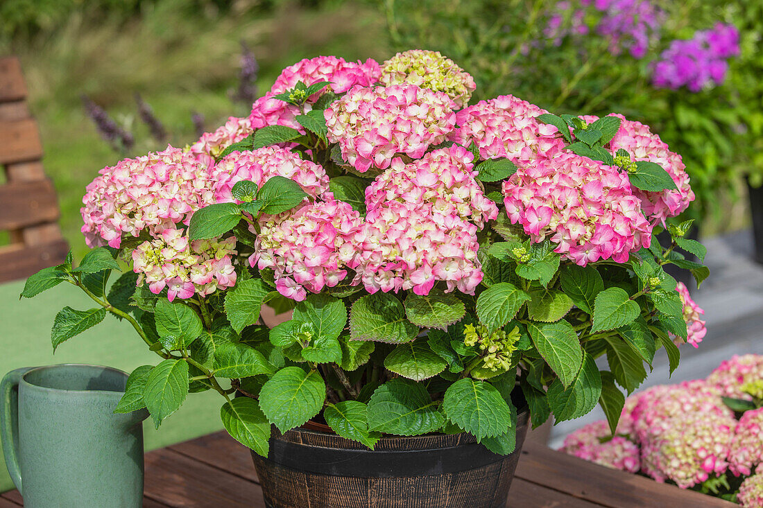 Hydrangea macrophylla, rosa