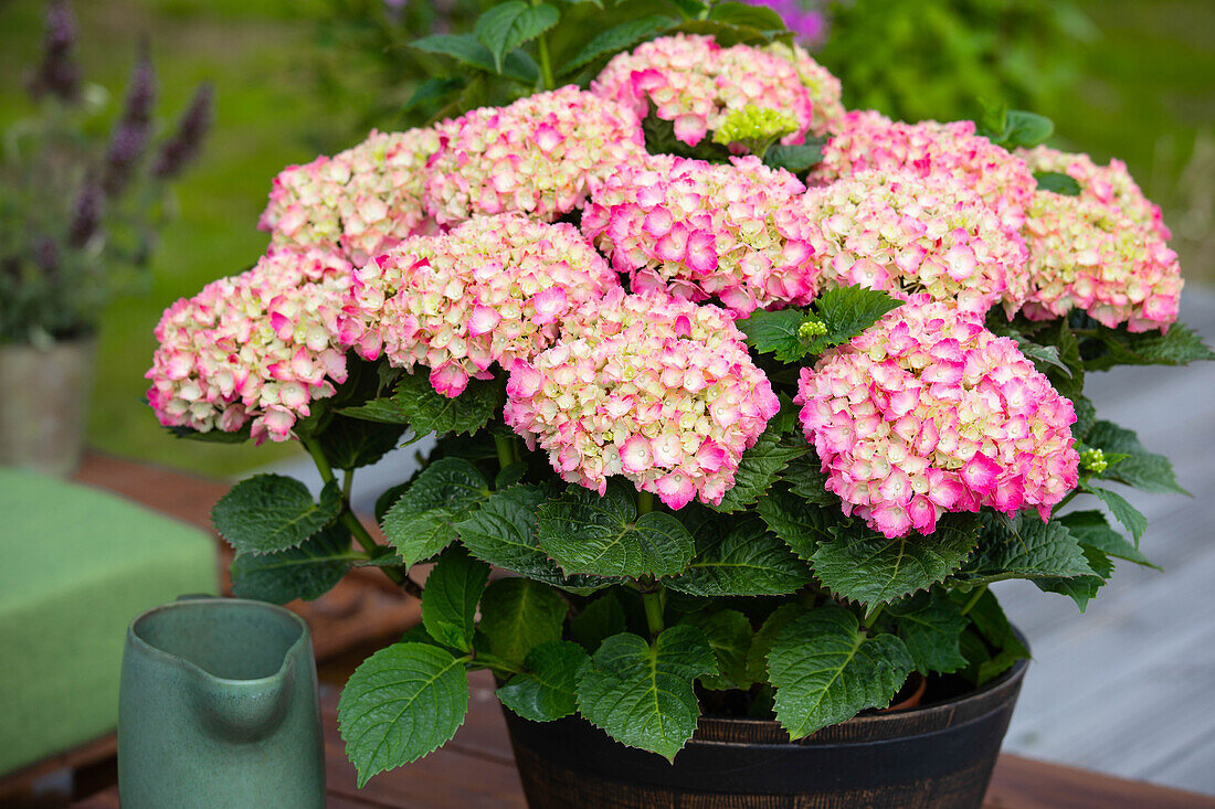 Hydrangea macrophylla, rosa