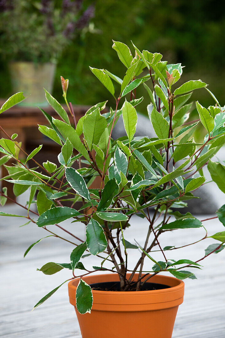 Photinia fraseri 'Louise'(s)