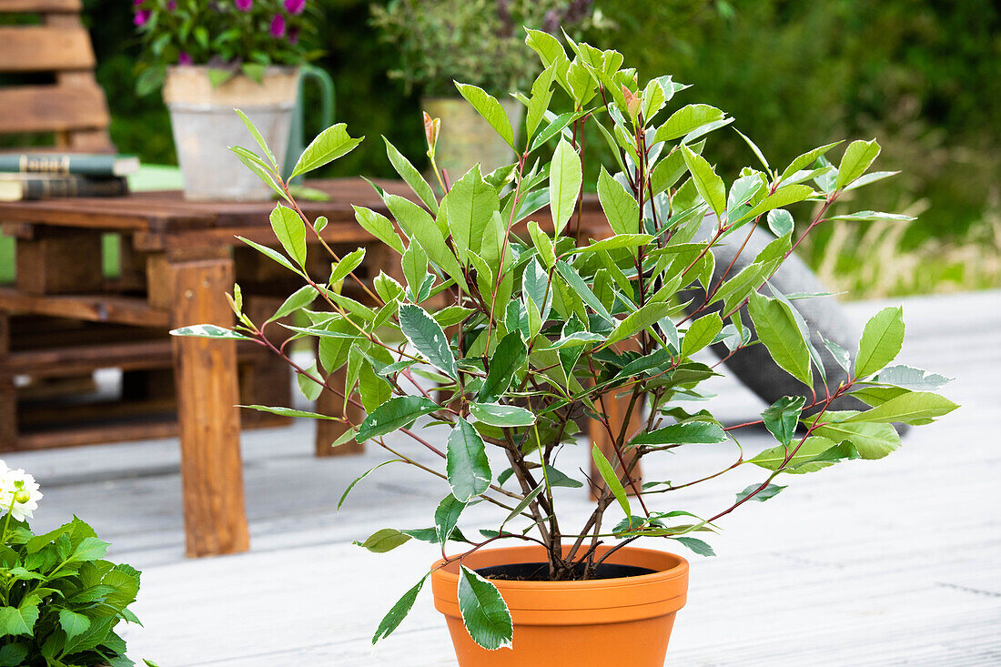 Photinia fraseri 'Louise'(s)