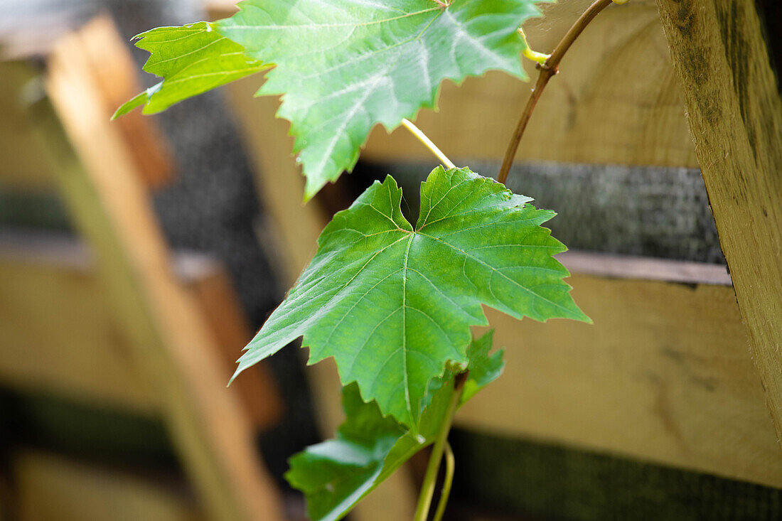 Vitis