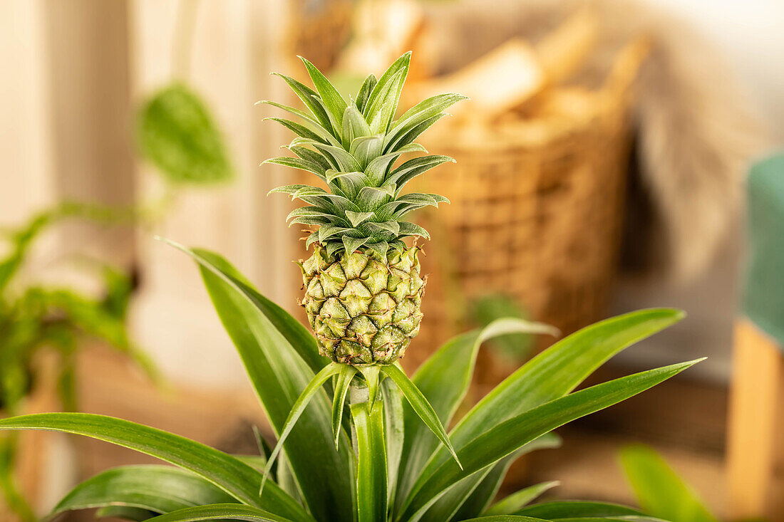 Ananas comosus 'Compacta'