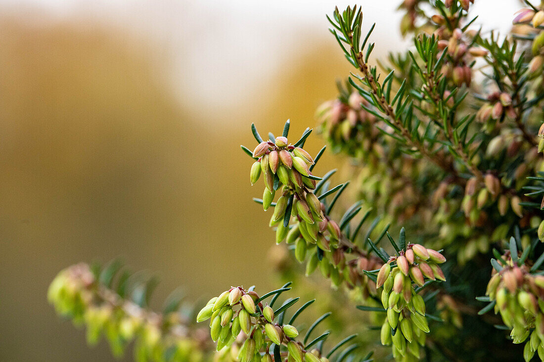 Erica carnea