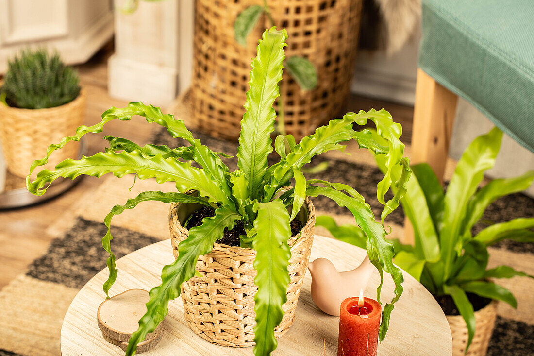 Asplenium nidus 'Crispy Wave'