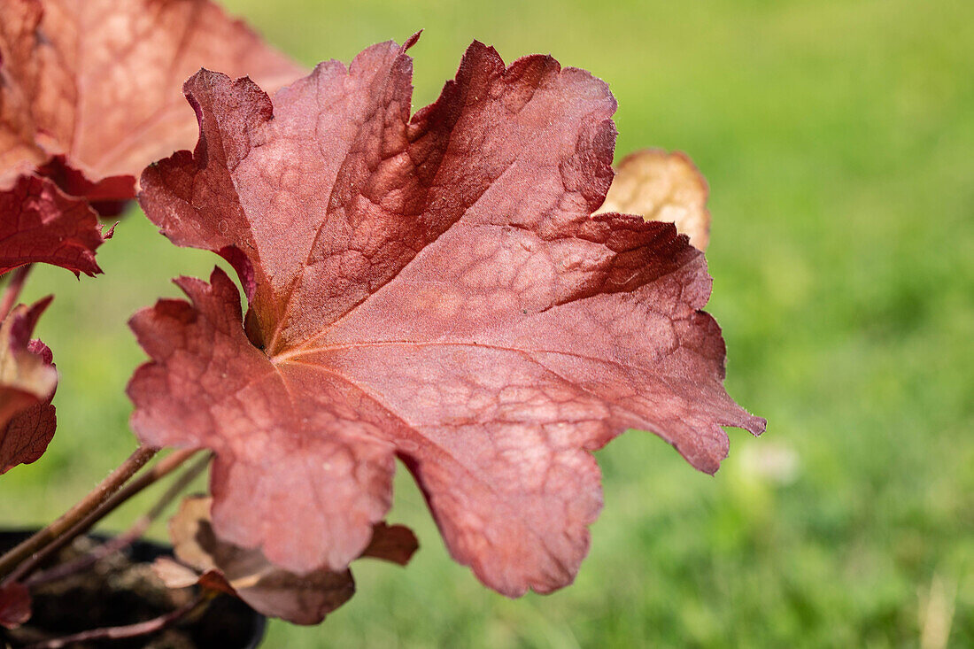 Heuchera, rot