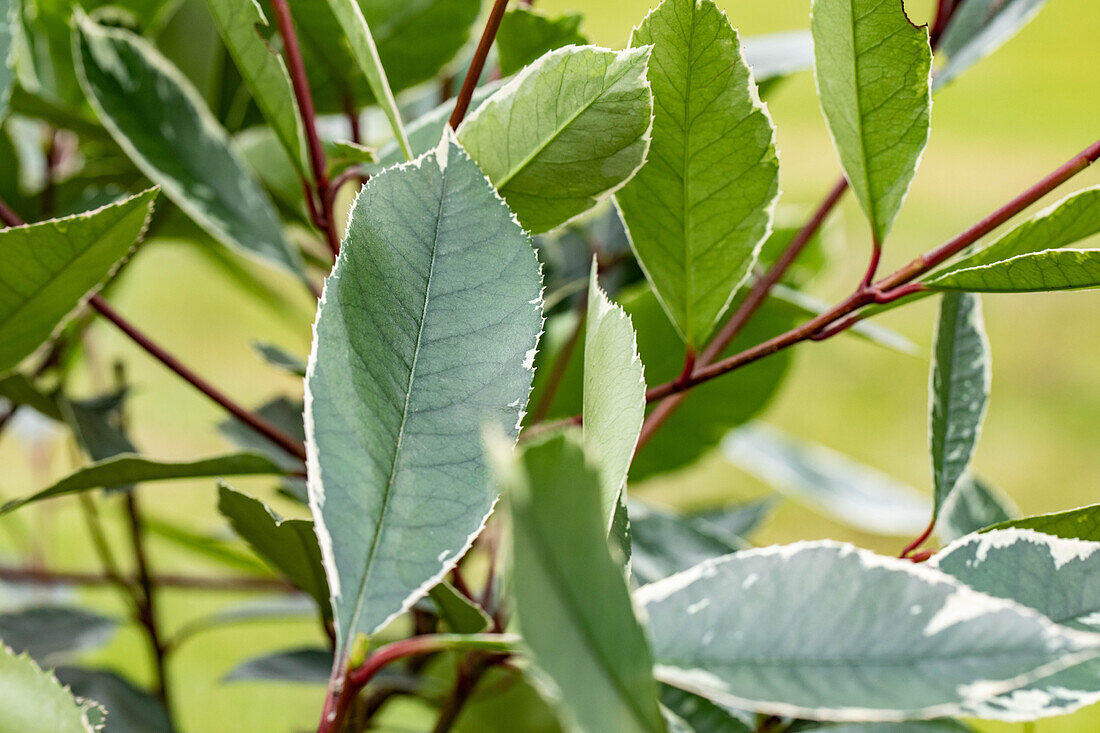 Photinia fraseri 'Louise'(s)