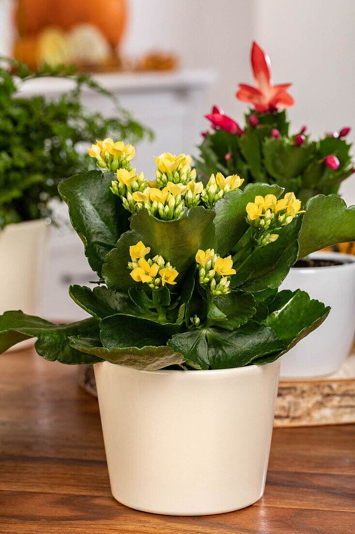 Kalanchoe blossfeldiana, yellow