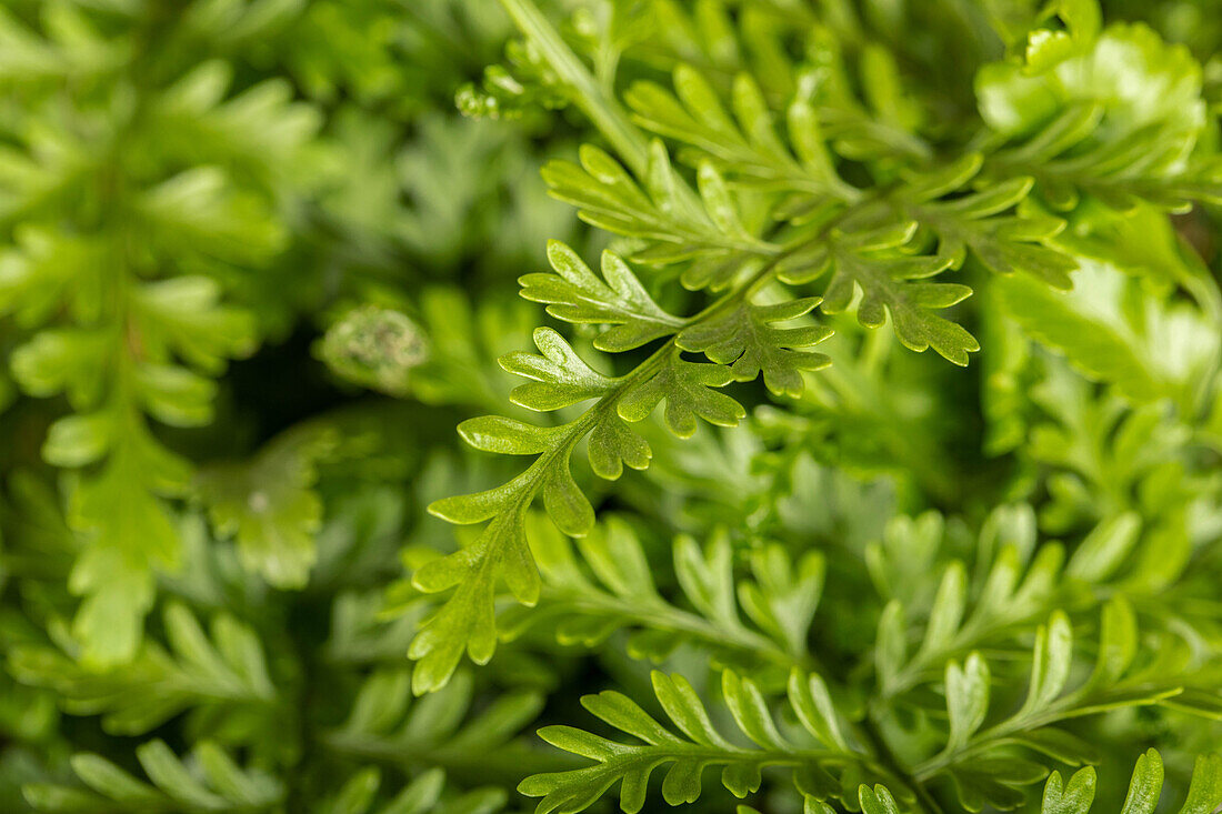 Asplenium dimorphum 'Parvati'