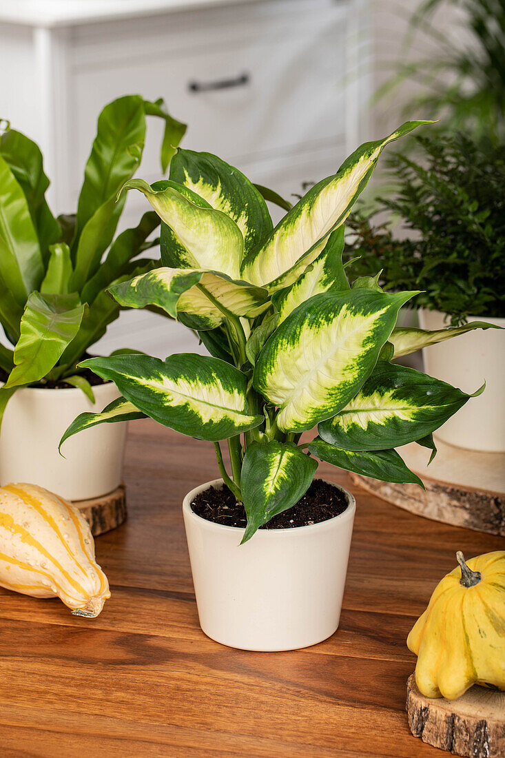 Dieffenbachia maculata