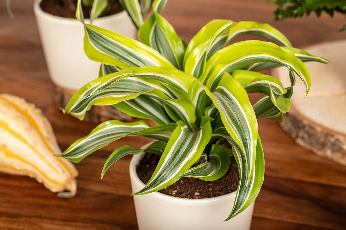 Dracaena fragrans 'Lemon Lime'