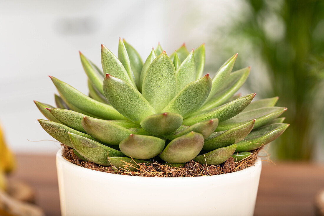 Echeveria agavoides