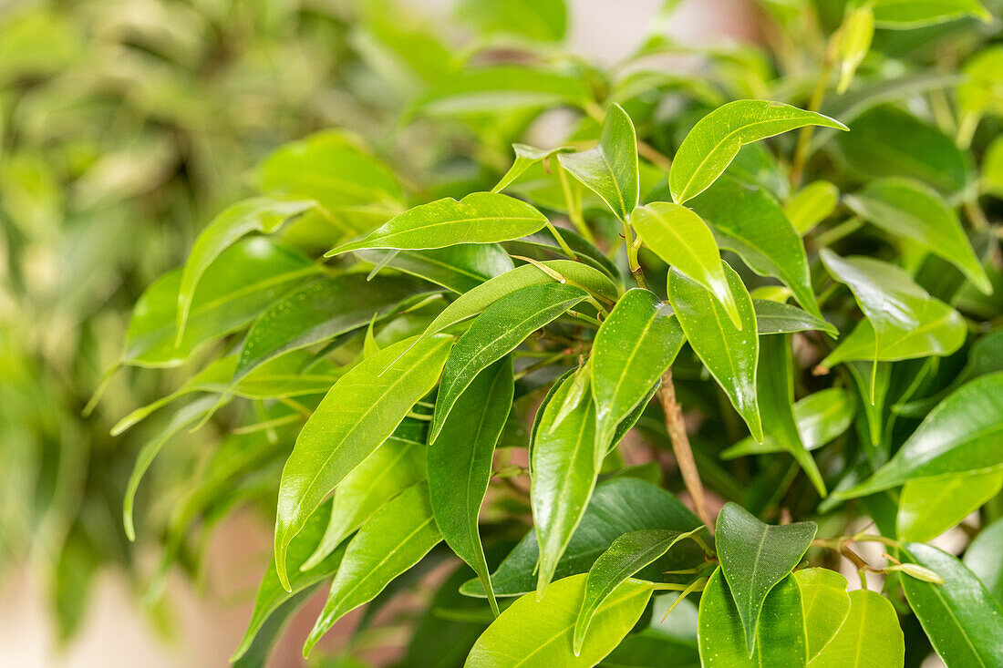 Ficus benjamina 'Natasja'
