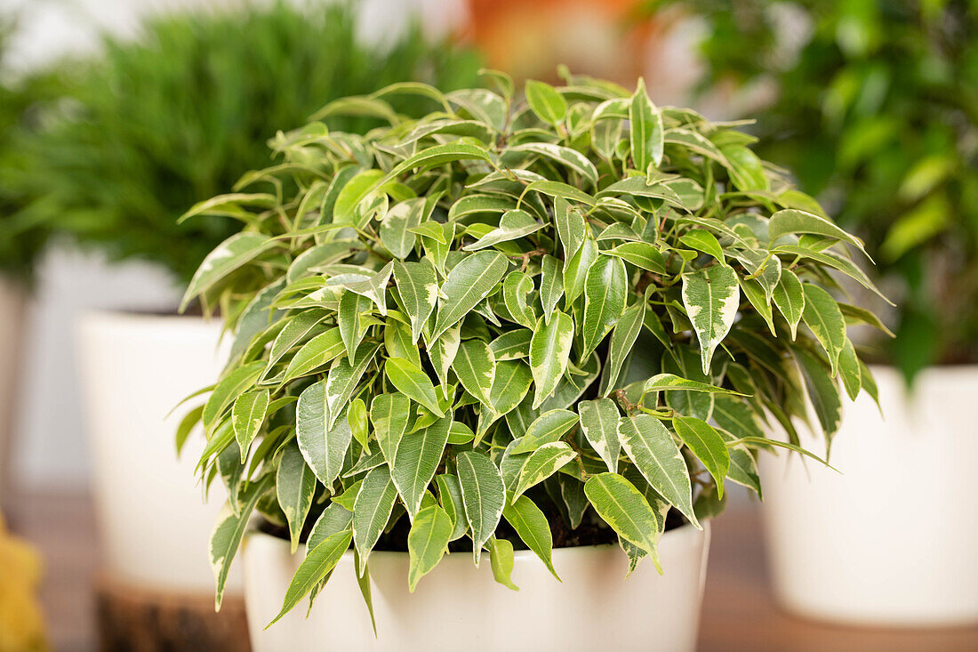 Ficus benjamina 'Lovely'