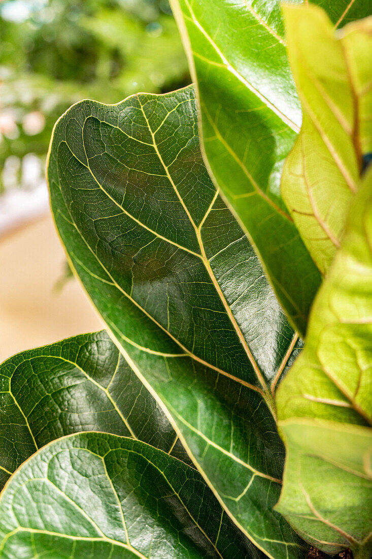 Ficus lyrata 'Bambino'