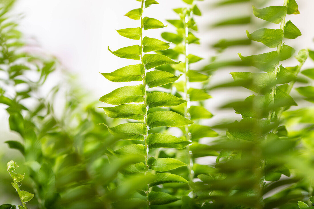 Nephrolepis exaltata 'Green Lady'