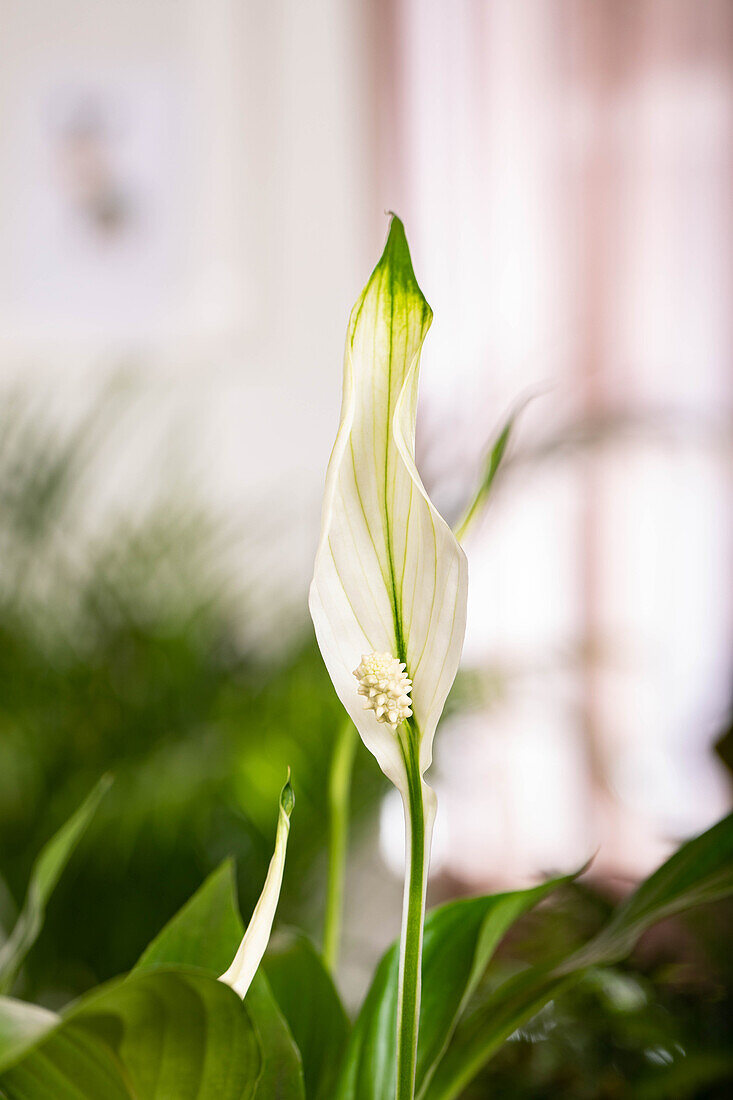 Spathiphyllum floribundum, white