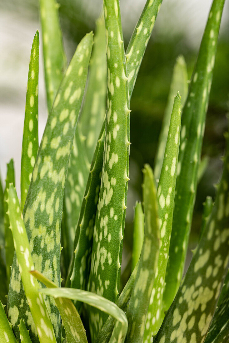 Aloe vera