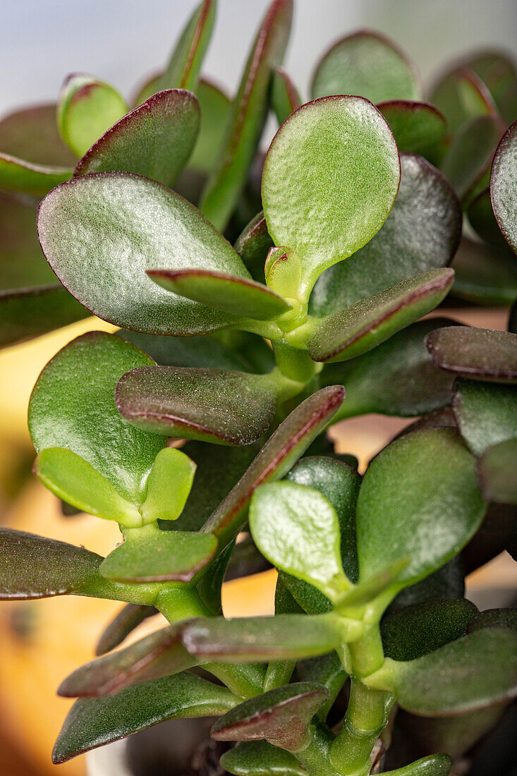 Crassula arborescens 'Minova Magic'