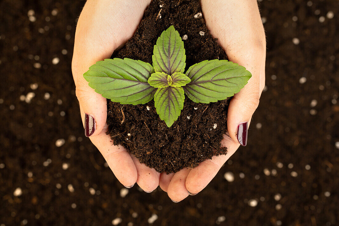 Growing and herb soil