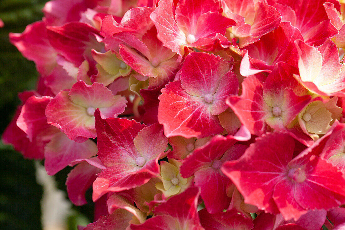 Hydrangea macrophylla, red