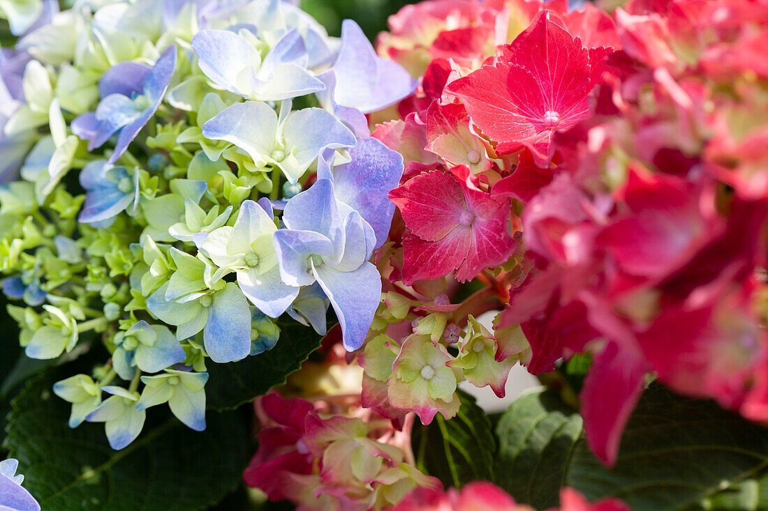 Hydrangea macrophylla