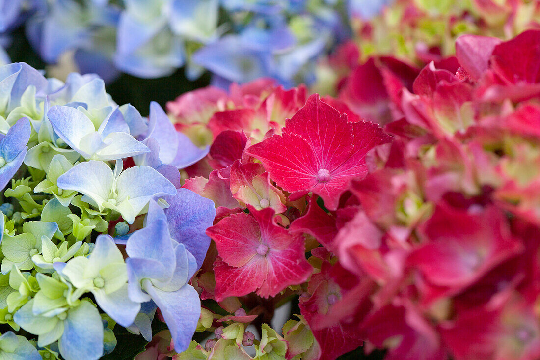 Hydrangea macrophylla