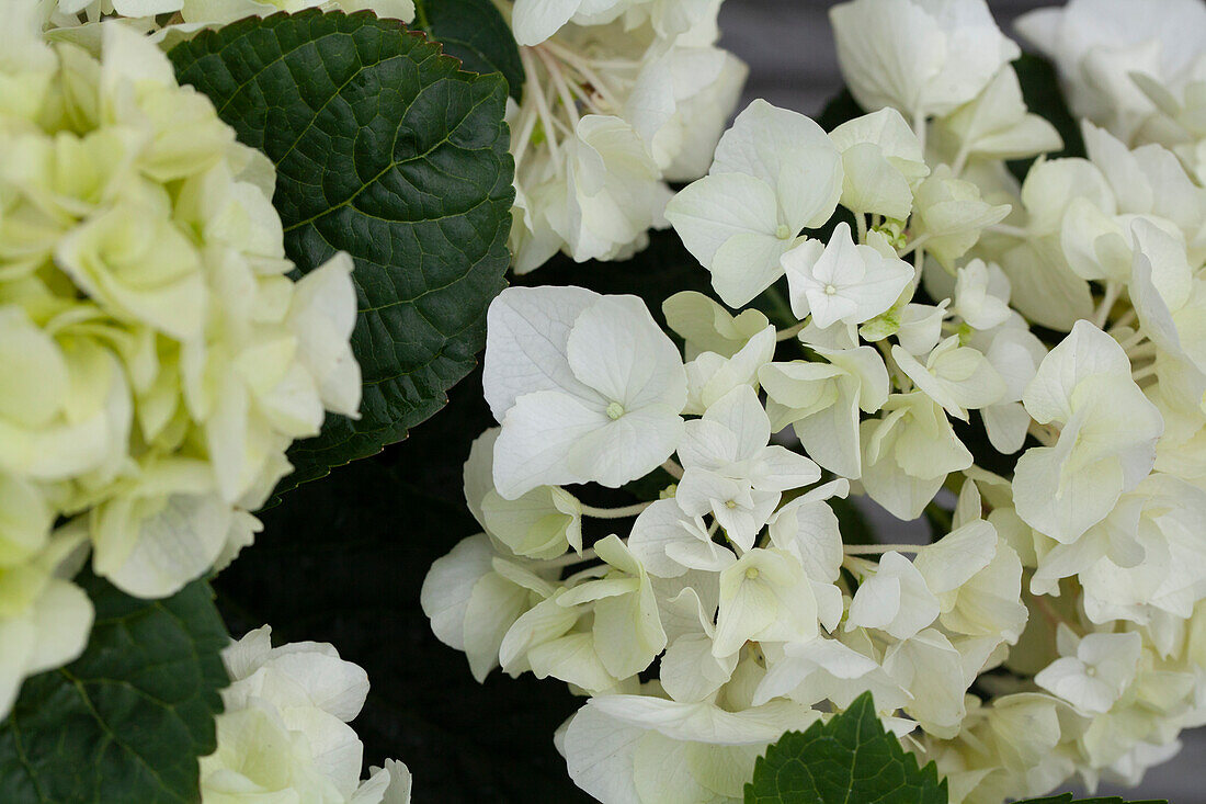 Hydrangea macrophylla, white