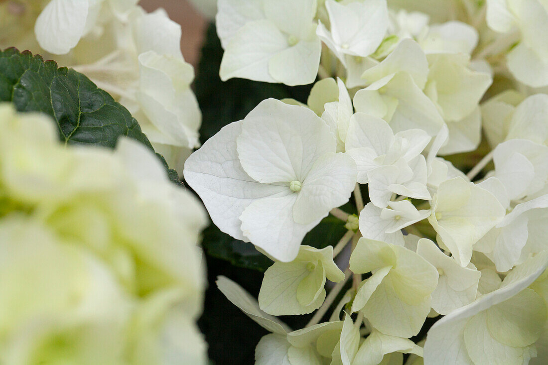 Hydrangea macrophylla, weiß