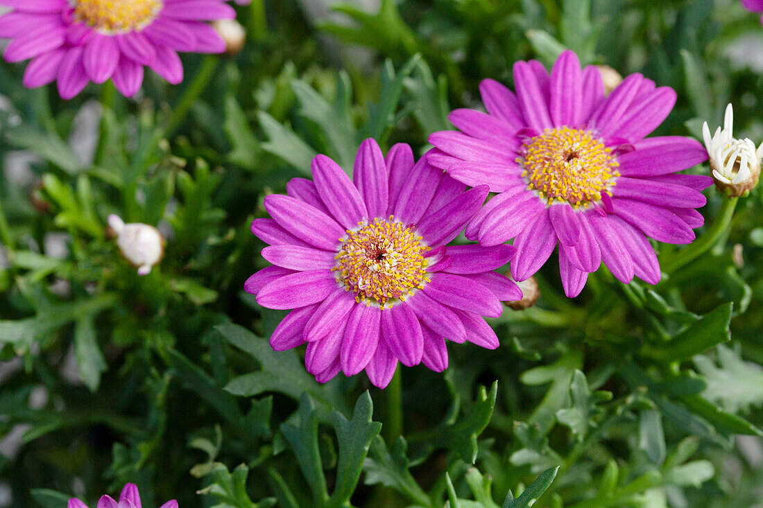 Argyranthemum frutescens, rosa