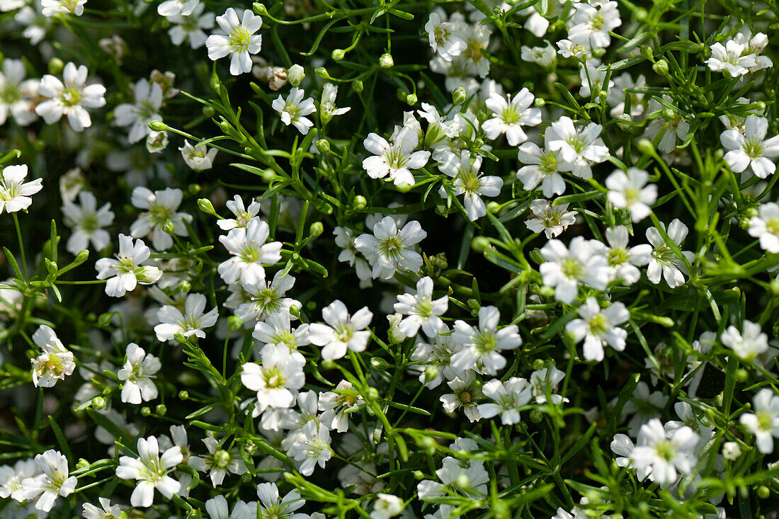 Gypsophila muralis, weiß