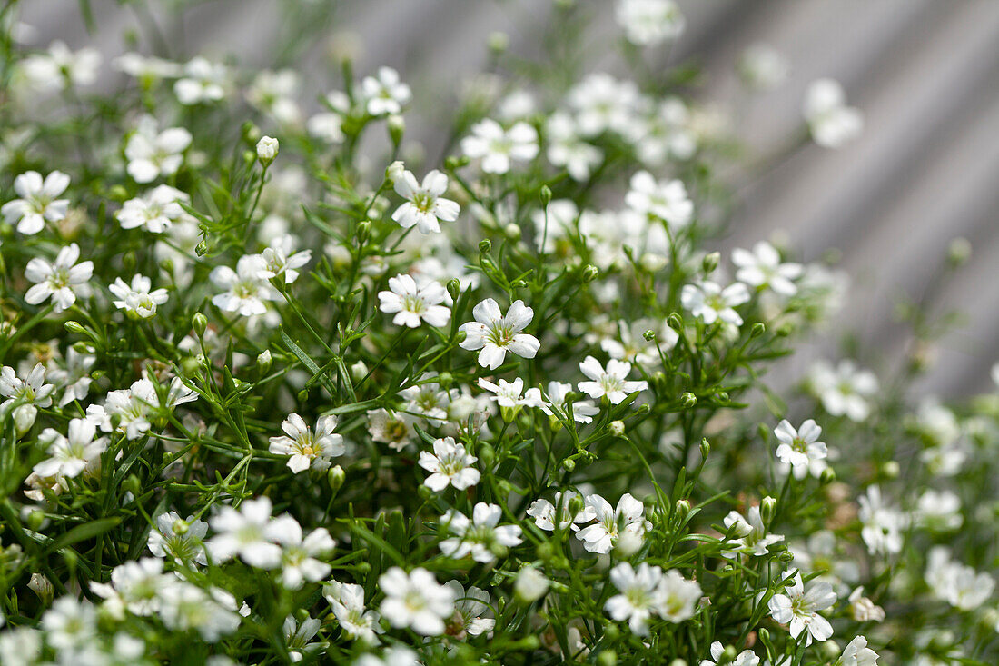 Gypsophila muralis, weiß