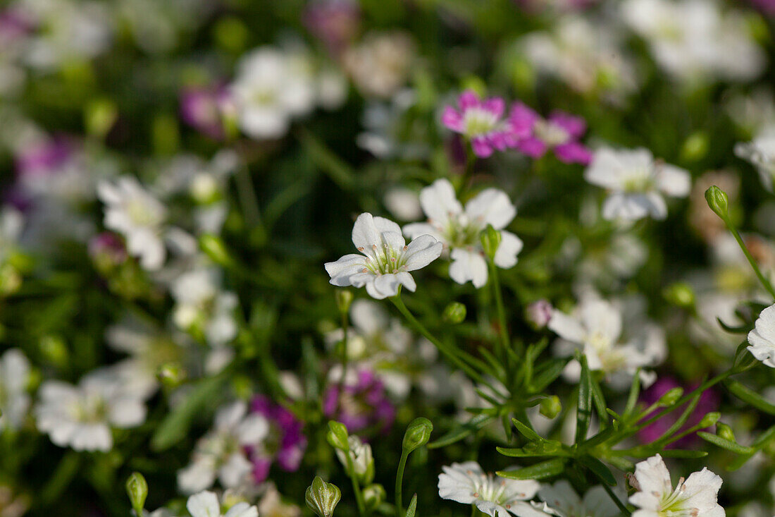 Gypsophila muralis 'Twins'