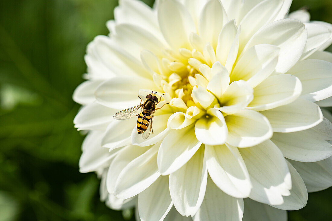 Dahlia, weiß