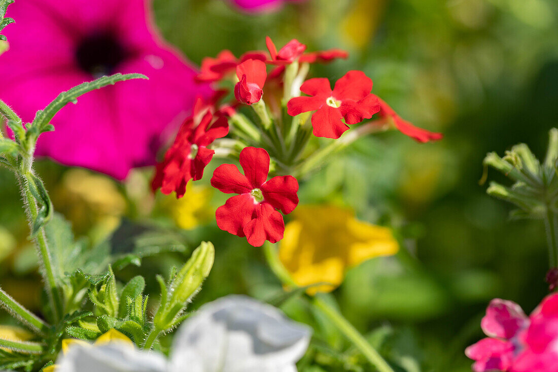 Verbena hybriden, drooping, red