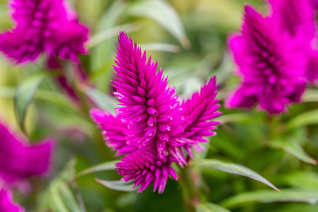 Celosia argentea 'Deep Purple'