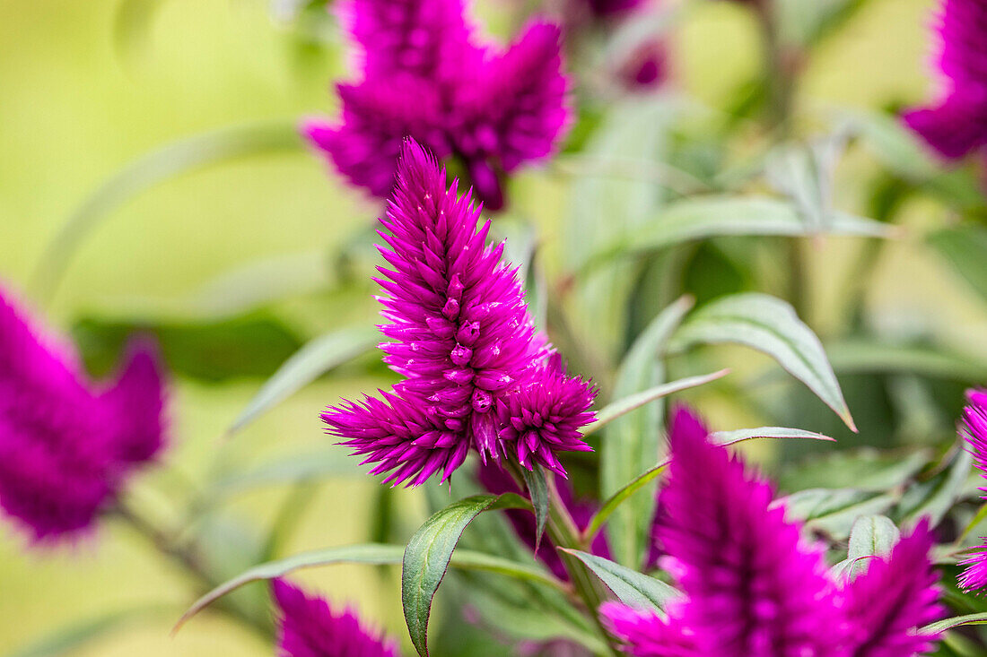 Celosia argentea 'Deep Purple'