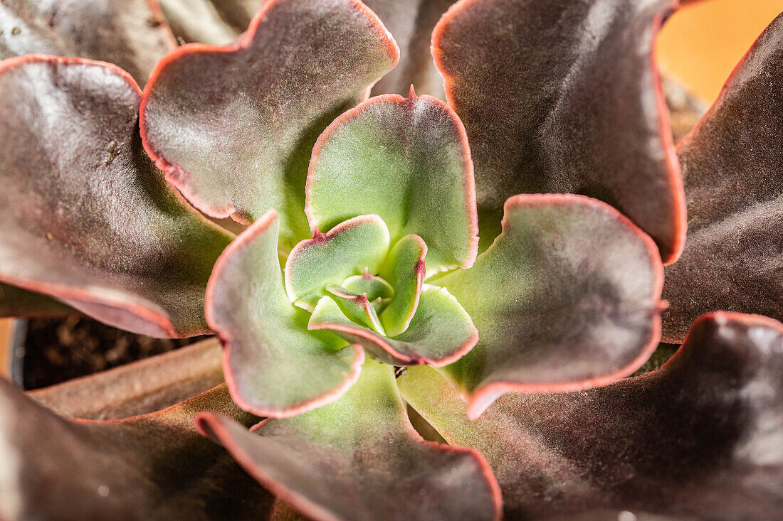 Echeveria